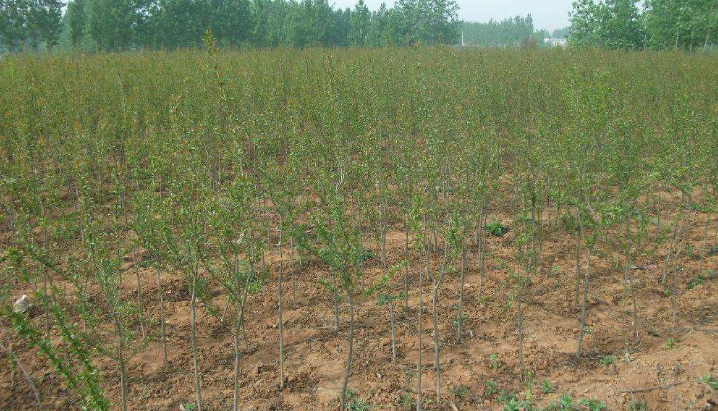 河陰軟籽石榴樹一年結(jié)果基地現(xiàn)挖批發(fā)