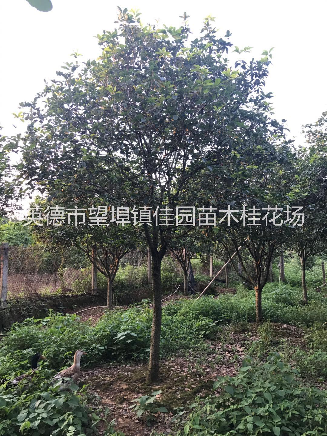 清遠(yuǎn)15-30桂花批發(fā),15-30桂花種植基地,15-30桂花供貨直銷價(jià)