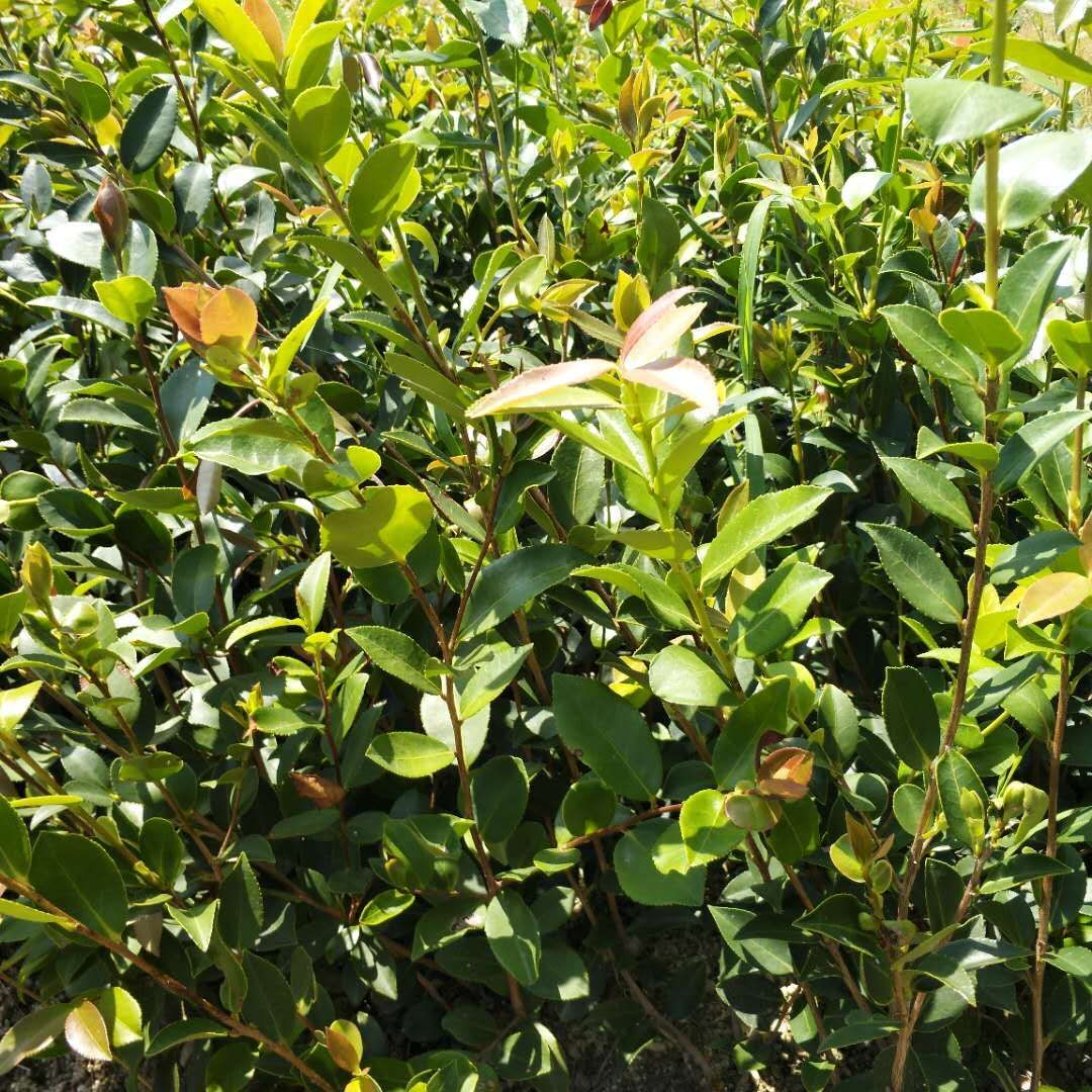 油茶苗-湖南株洲油茶苗-湖南株洲油茶苗批發(fā)-湖南長(zhǎng)沙油茶苗基地