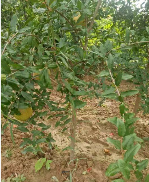 河陰*軟籽石榴廠家 河陰軟籽石榴 河陰石榴