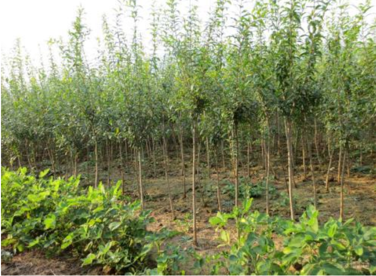 河陰*軟籽石榴苗