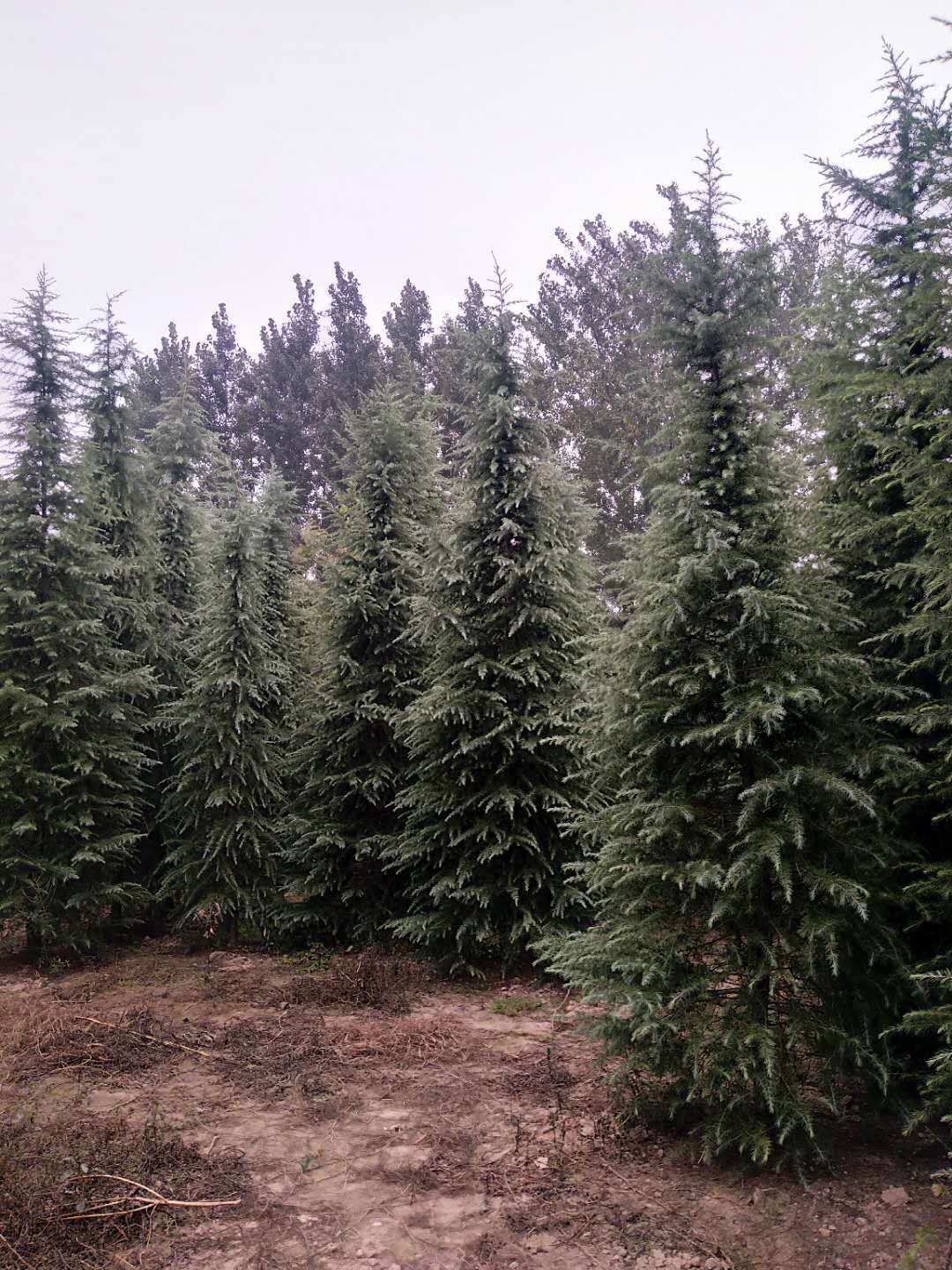 河南雪松苗批發(fā)報(bào)價(jià)|河南1至7米雪松苗供應(yīng)|河南雪松苗種植基地|河南雪松苗