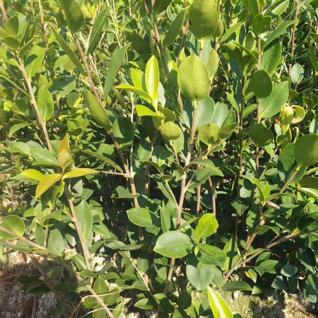 油茶苗-湖南株洲油茶苗-湖南株洲油茶苗批發(fā)-湖南長(zhǎng)沙油茶苗基地
