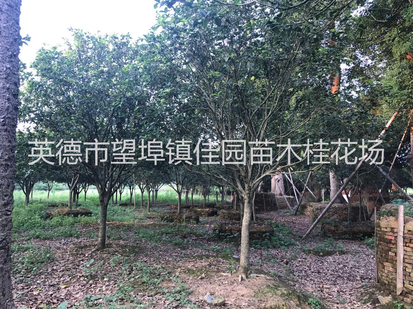 桂花_廣東英德桂花_種植基地報價_批發(fā)價格_廣東桂花基地直銷價格