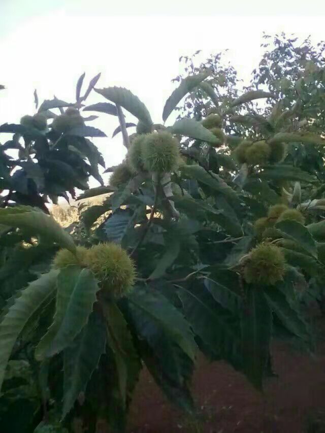 板栗苗 山東板栗苗 山東板栗苗基地 泰安板栗苗基地 山東泰安板栗苗基地 山東板栗苗批發(fā)商 山東板栗苗供應(yīng)商