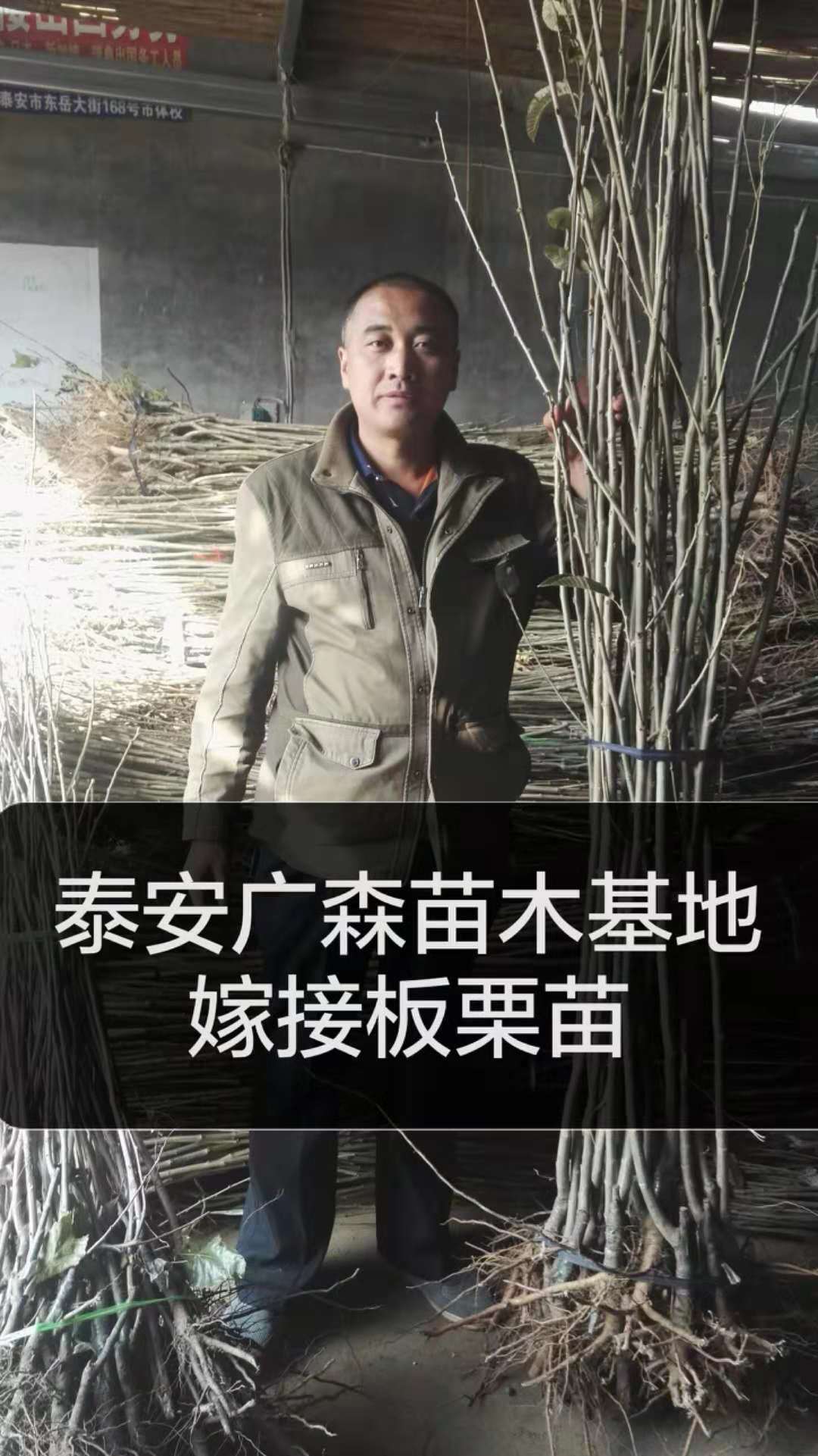 山東無花果樹苗 山東無花果樹苗基地 泰安無花果基地 山東泰安無花果基地 山東無花果批發(fā)商 山東無花果供應商 無花果樹苗