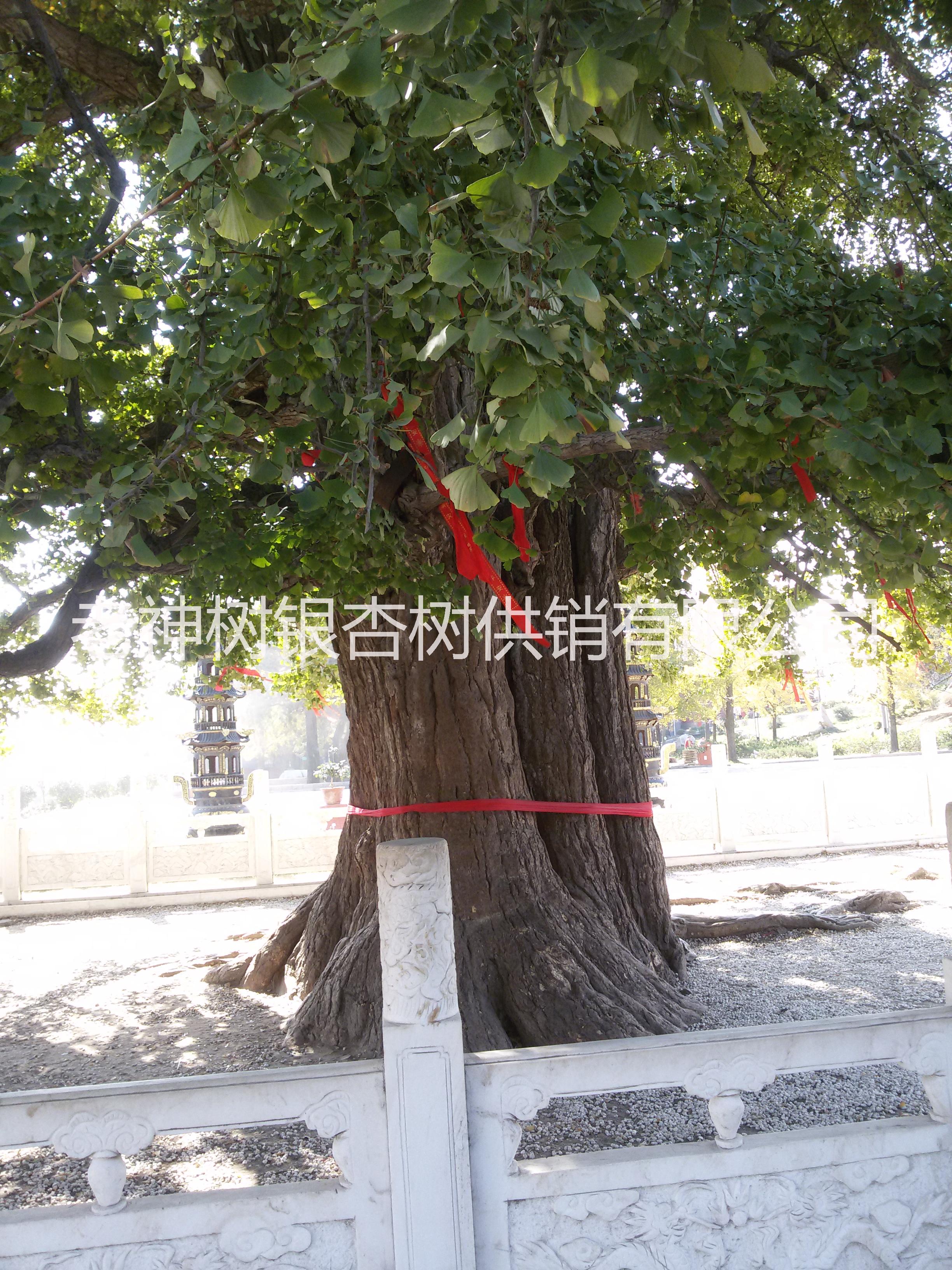 供應(yīng)  出芽率97%銀杏種子-13864918885