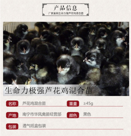 供應(yīng)蘆花雞苗 直銷蘆花雞苗 蘆花雞苗廠家 蘆花雞苗供應(yīng)商 雞苗批發(fā)