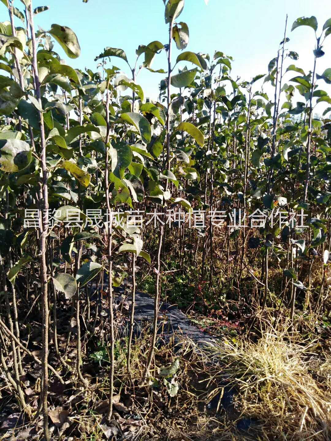 玉露香梨樹苗，河北玉露香梨樹苗種植基地，河北優(yōu)質(zhì)玉露香梨樹苗批發(fā)價(jià)