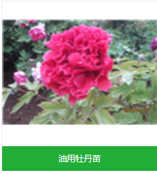 山東菏澤牡丹花苗種植基地批發(fā)供應(yīng)菏澤牡丹花苗觀賞牡丹苗油用牡丹苗批發(fā)