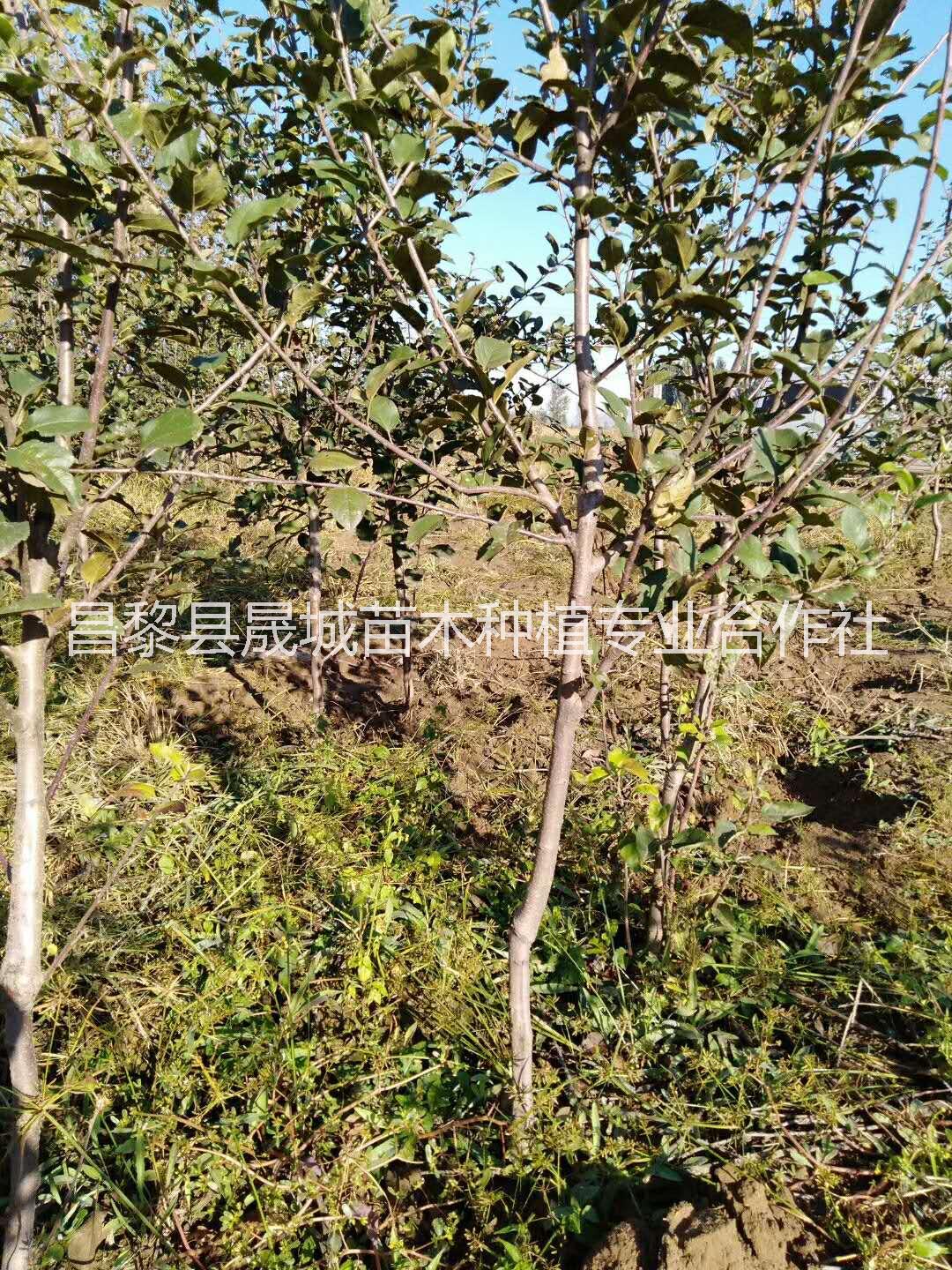甘肅矮化蘋果苗批發(fā)價(jià)，甘肅矮化蘋果苗苗圃，甘肅矮化蘋果苗種植基地