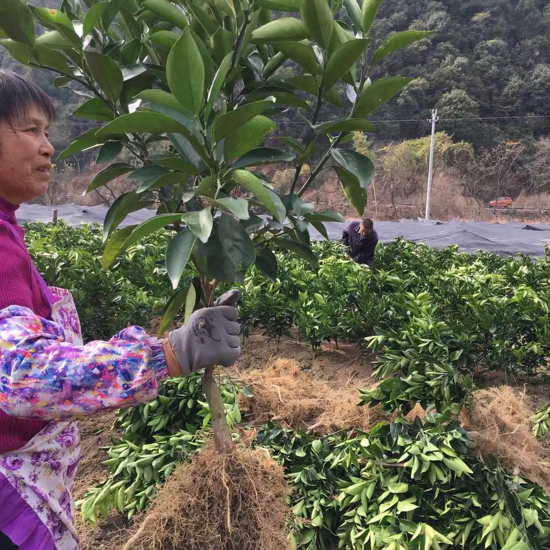 江西臍橙苗 臍橙苗廠家直銷 臍橙苗 臍橙苗廠家 臍橙苗供應(yīng)商  臍橙苗哪家好 江西臍橙苗廠家