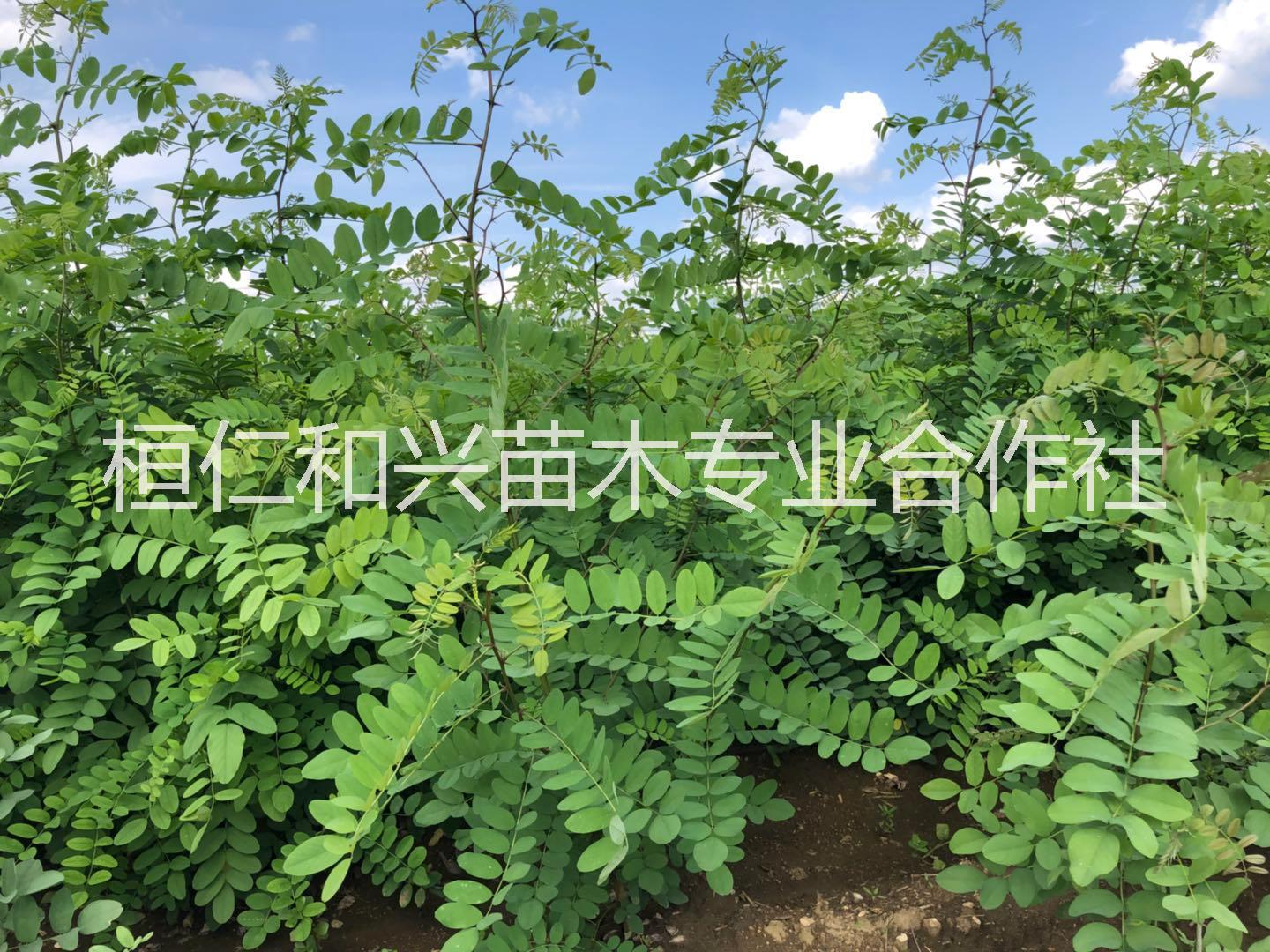 刺槐遼寧樟子松刺槐營(yíng)養(yǎng)缽苗桓仁和興苗木油松樟子松刺槐營(yíng)養(yǎng)缽苗
