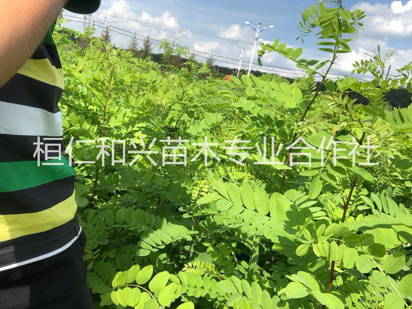 供應(yīng)東北水曲柳遼寧叢生水曲柳桓仁刺槐3-10條每分支大于6cm叢生水曲柳，*叢生水曲柳