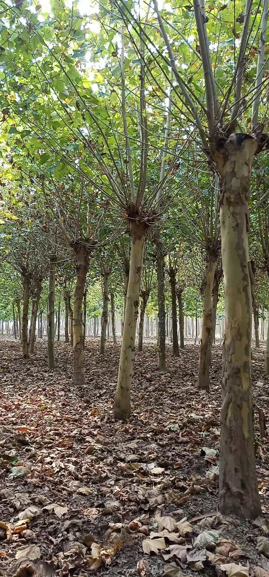 山東法桐 青島提供法桐樹嗎 煙臺(tái)是否有法桐