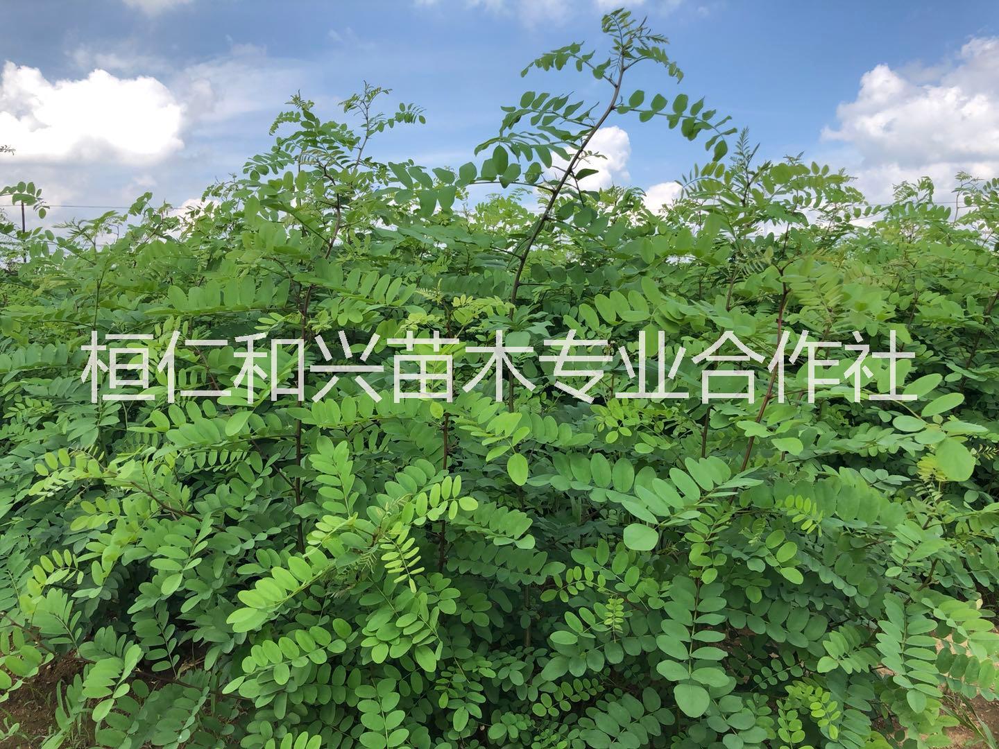 東北造型五角楓 遼寧叢生五角楓 本溪五角楓（1-5年帽，造型五角楓）叢生五角楓 造型五角楓 叢生五角楓