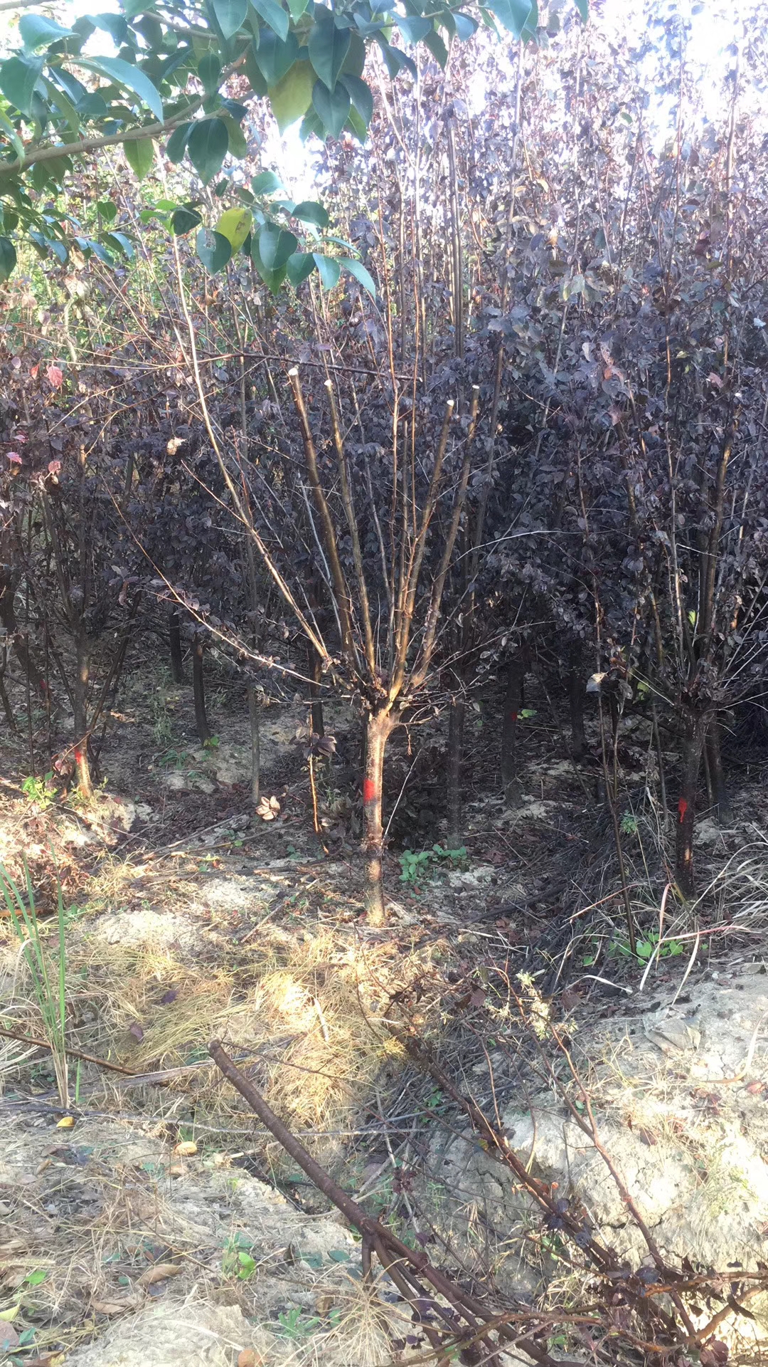 安徽紫葉李 紫葉李批發(fā) 紫葉李直銷 紫葉李報(bào)價(jià) 紫葉李苗 優(yōu)質(zhì)紫葉李 紫葉李哪家好 紫葉李苗