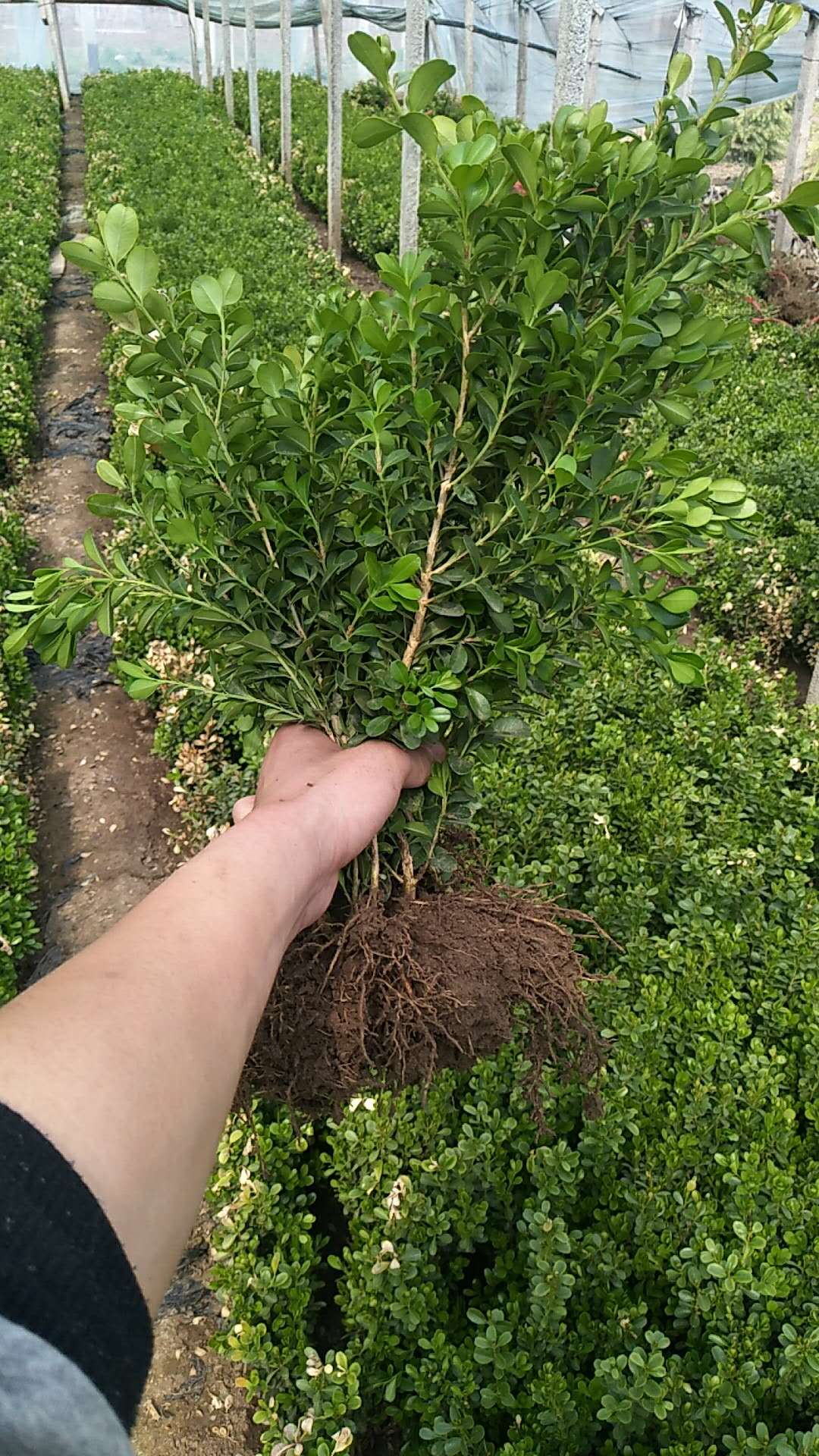 山東瓜子黃楊基地瓜子黃楊出售