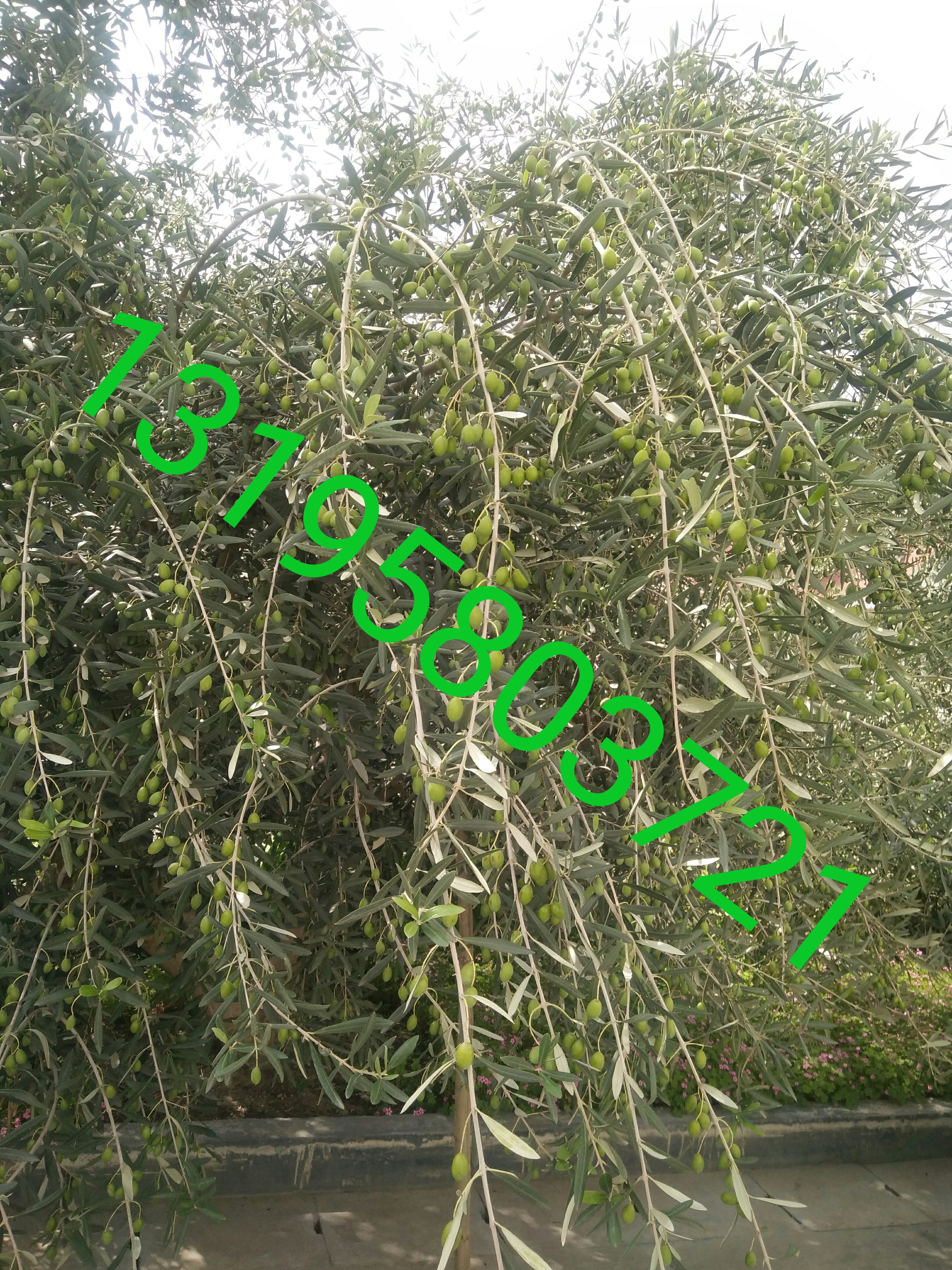 （武都油橄欖良種育苗基地）