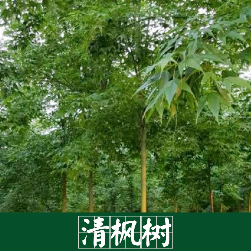 廠家直銷 供應 紅楓樹 清楓樹 景觀園林樹木廠家直銷 服務好 運輸有保障 紅楓樹 清楓樹