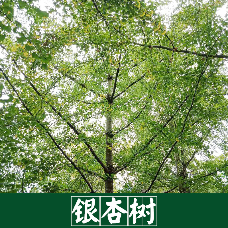 廠家直銷 供應(yīng)銀杏樹 景觀園林樹木 廠家直銷 服務(wù)好 運(yùn)輸有保障 銀杏樹 歡迎質(zhì)詢