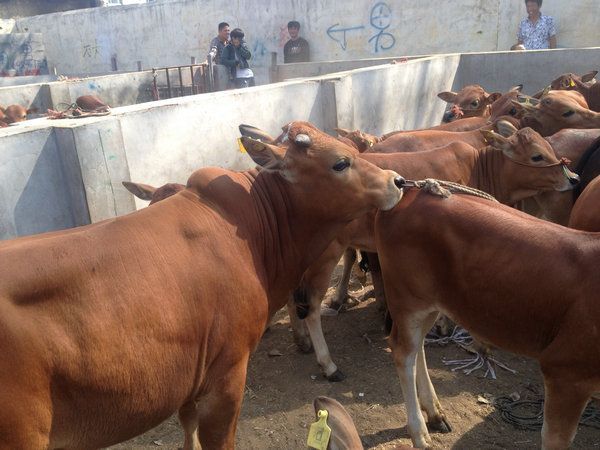 山東提供魯西黃牛 萊蕪提供魯西黃嗎  煙臺是否有魯西黃牛