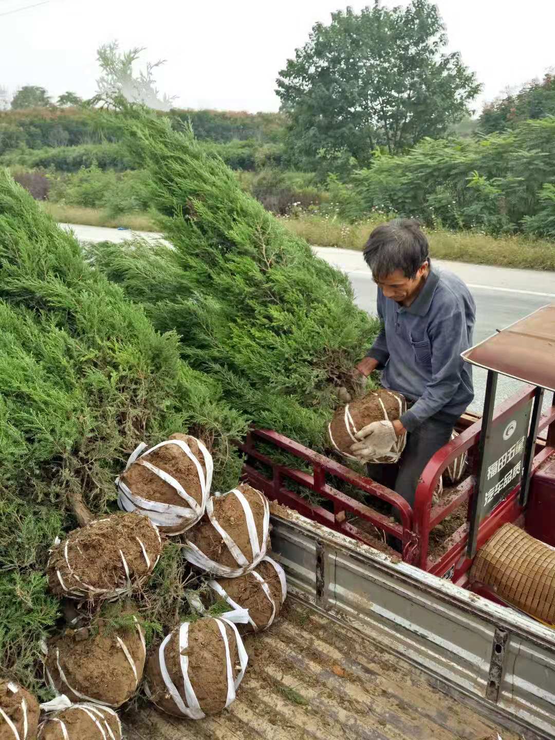 塔柏、直銷(xiāo)塔柏、塔柏苗、塔柏苗廠家、冬青批發(fā)、塔柏苗廠家、塔柏苗基地、塔柏苗批發(fā)、儈柏哪家好、儈柏苗木