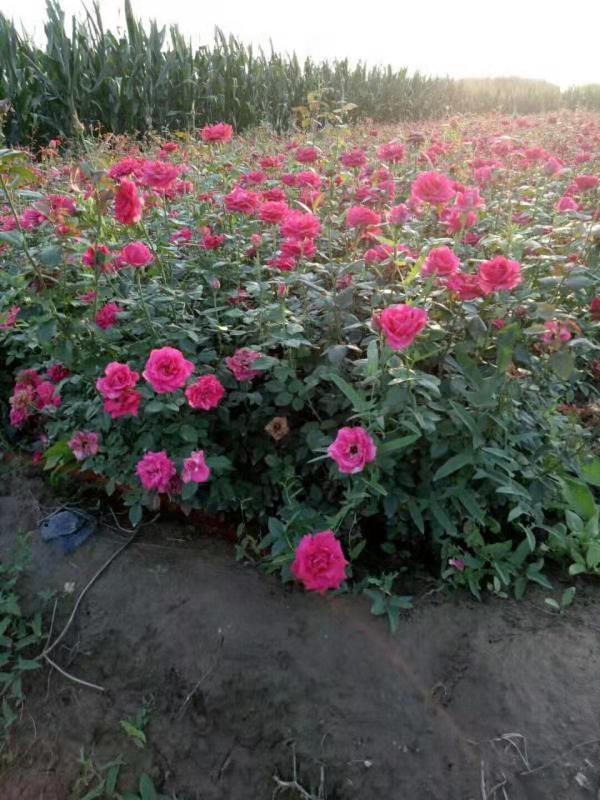 直銷玫瑰、 月季、玫瑰批發(fā)、四季玫瑰價(jià)格、四季玫瑰行情、玫瑰廠家、四季玫瑰供應(yīng)廠家、西安哪家苗圃有四季玫瑰批發(fā)