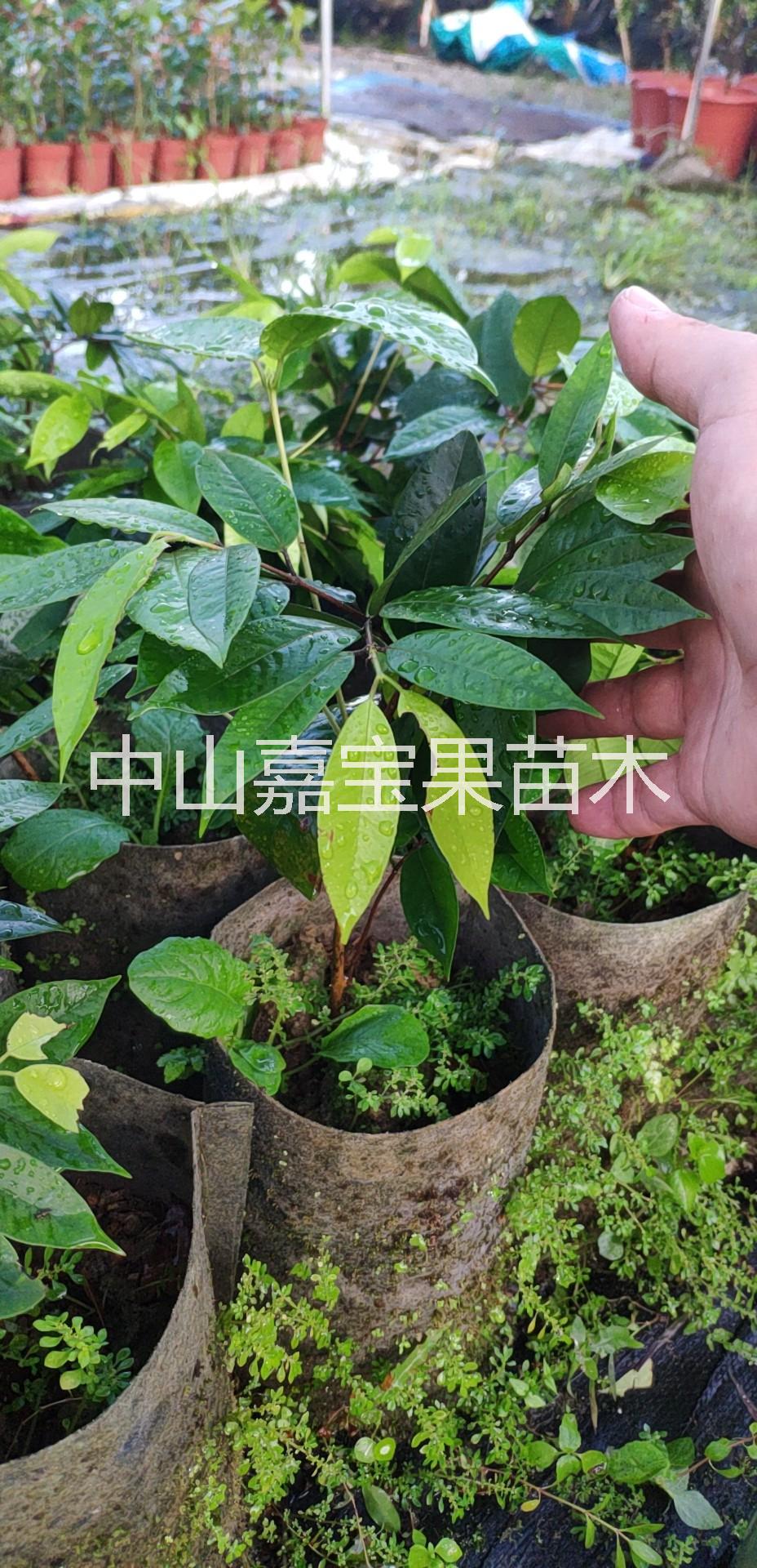 肯布卡嘉寶果 肯布卡