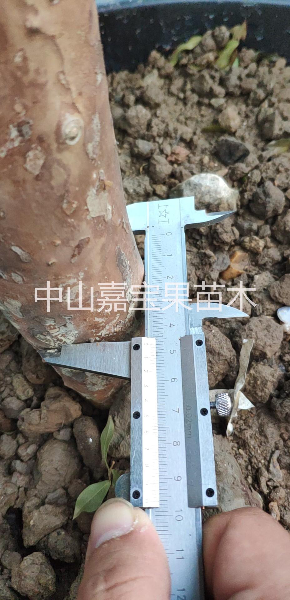 沙巴嘉寶果，臺灣嘉寶果，嘉寶果