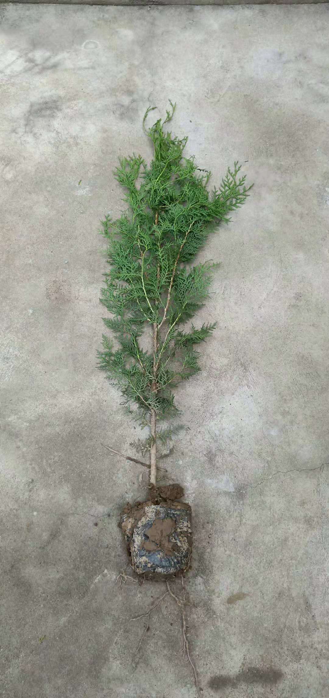 側(cè)柏 陜西側(cè)柏供應(yīng)商  陜西側(cè)柏苗木基地 全國(guó)側(cè)柏價(jià)格  陜西側(cè)柏批發(fā) 側(cè)柏供應(yīng)廠家 側(cè)柏苗批發(fā)