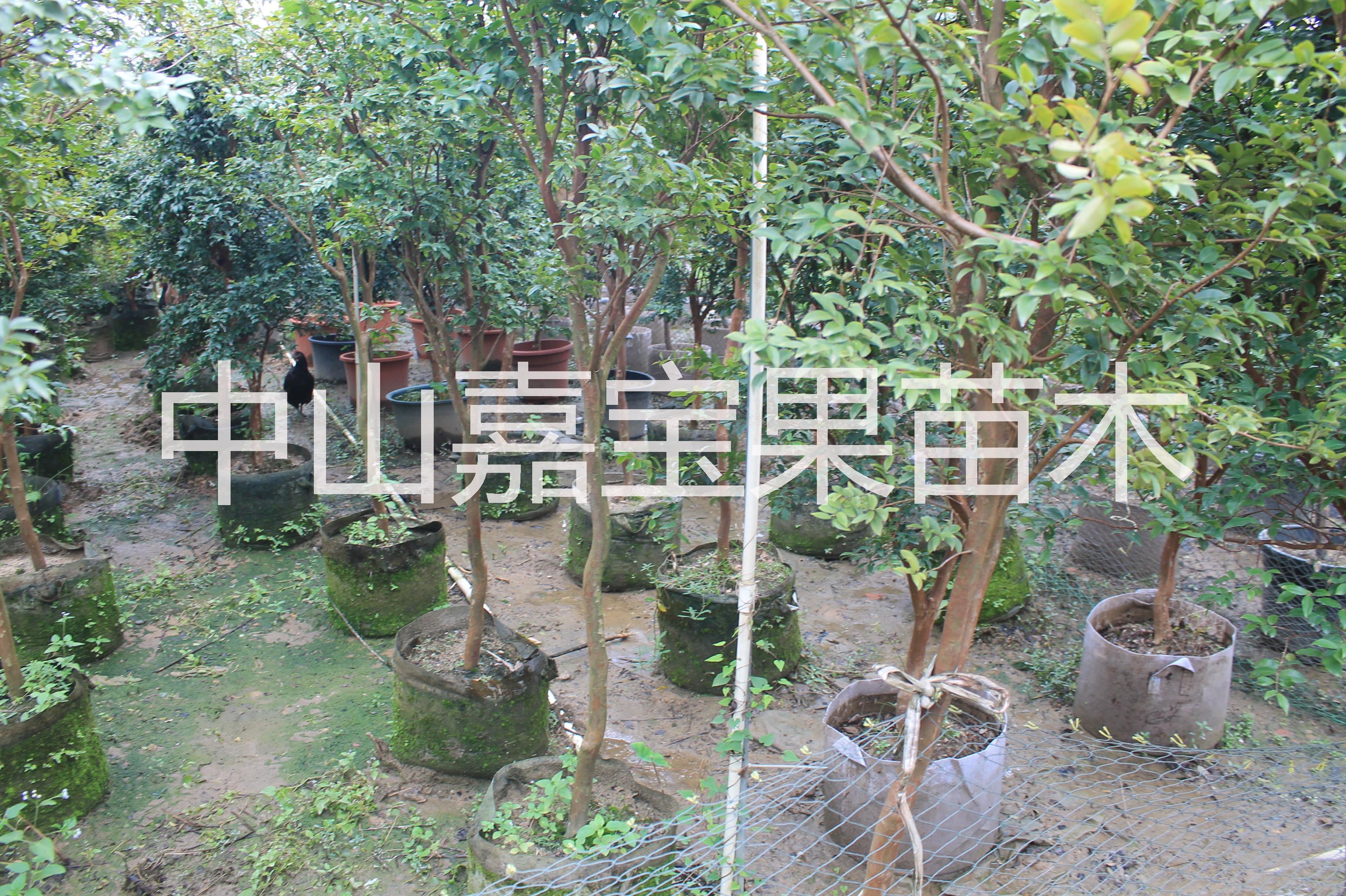 沙巴嘉寶果，臺灣嘉寶果，嘉寶果