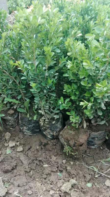 黃楊、黃楊批發(fā)、黃楊苗、黃楊廠家、黃楊批發(fā)、直銷高山黃楊、高山黃楊哪家好、黃楊供應(yīng)商、黃楊供應(yīng)廠家