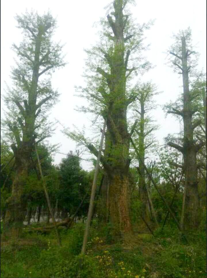 銀杏茶葉 銀杏茶葉供應(yīng)商 郯城銀杏茶葉供應(yīng) 銀杏茶葉廠家直銷 銀杏茶葉批發(fā)報(bào)價(jià) 銀杏茶葉廠家 銀杏茶葉廠家批發(fā)