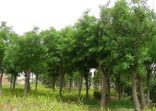 山東國槐樹 淄博國槐樹 青島國槐樹