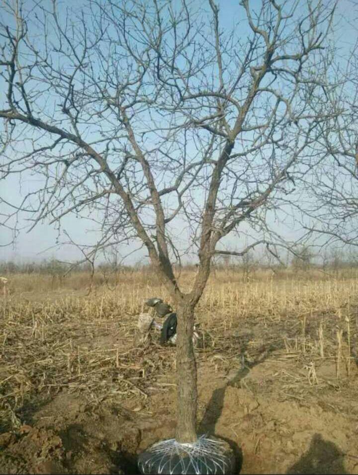 銀杏茶葉 銀杏茶葉供應(yīng)商 郯城銀杏茶葉供應(yīng) 銀杏茶葉廠家直銷 銀杏茶葉批發(fā)報(bào)價(jià) 銀杏茶葉廠家 銀杏茶葉廠家批發(fā)