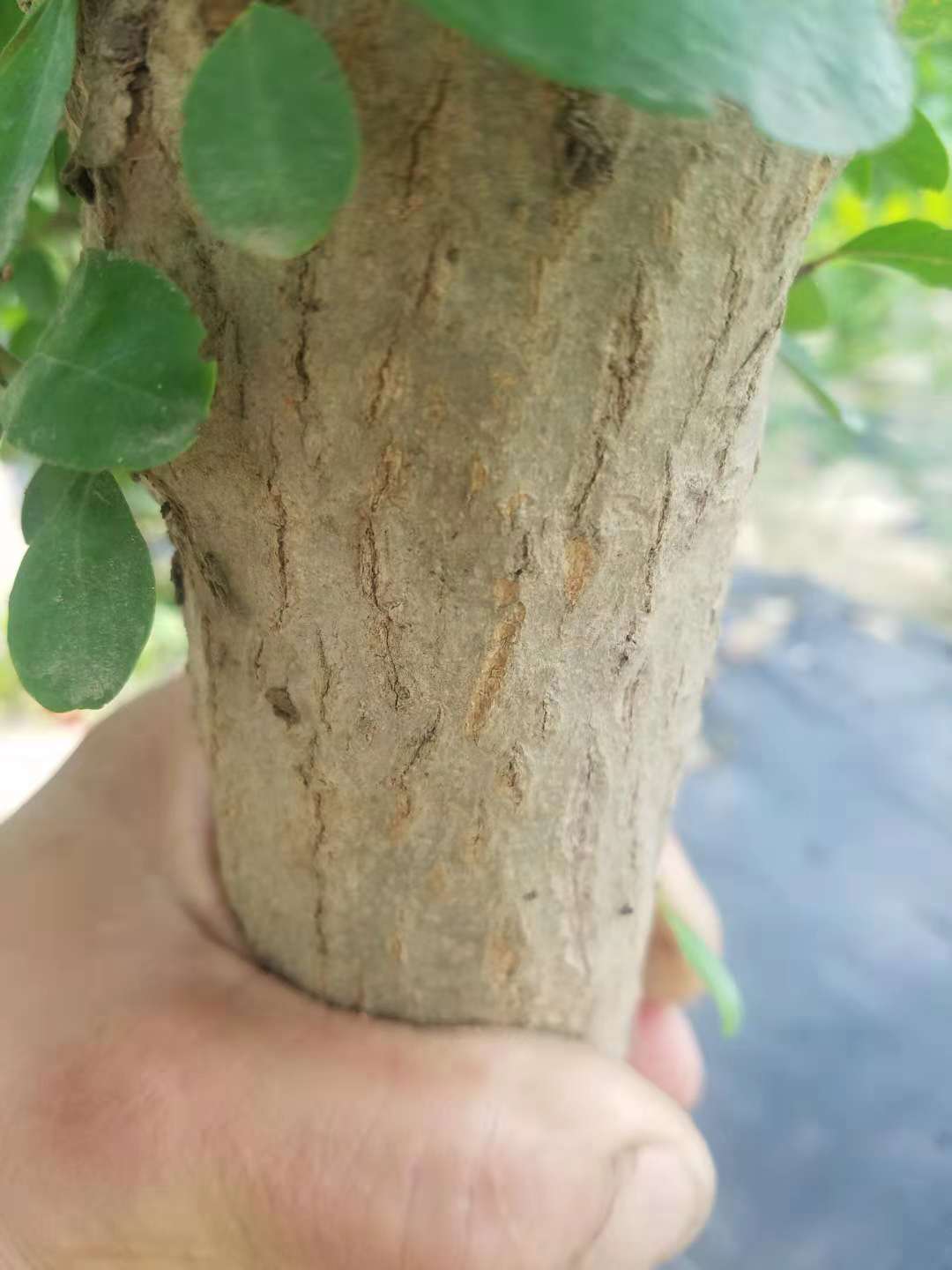 泰安無花果苗基地 高質(zhì)量無花果苗培植 無花果苗廠家批發(fā)價格  無花果樹苗經(jīng)銷商供應(yīng)商