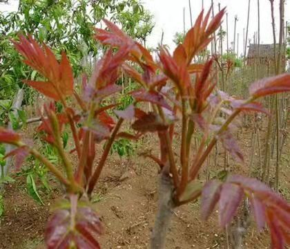 香椿樹生產(chǎn)基地 純正紅油香椿哪家好 高質(zhì)量香椿種植方法 香椿樹苗供應(yīng)商采購報(bào)價(jià)   廠家價(jià)格