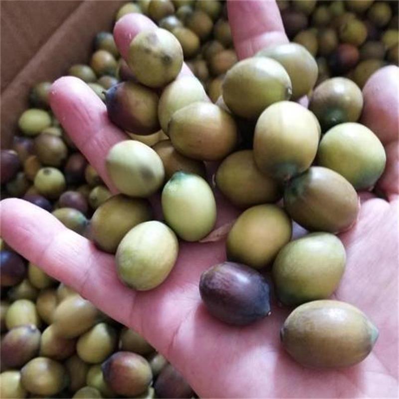 水果蓮子 草蓮子老蓮子麻蓮子 尚品蓮皇產(chǎn)地批發(fā)供應(yīng)