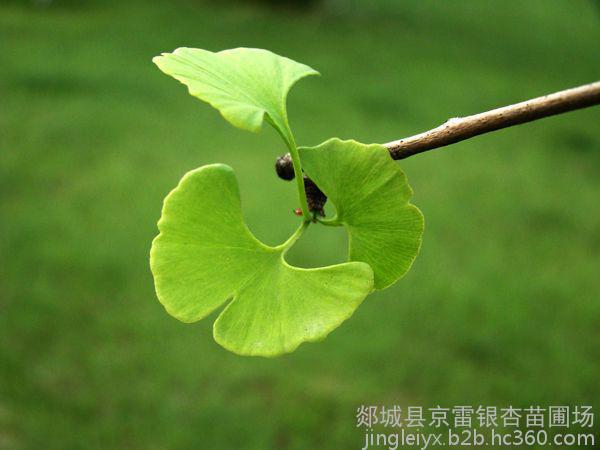 銀杏果仁 山東銀杏果仁批發(fā) 銀杏果仁廠家 銀杏果仁廠家直銷 銀杏果仁批發(fā)報(bào)價(jià) 銀杏果仁廠家批發(fā) 苗木哪家好