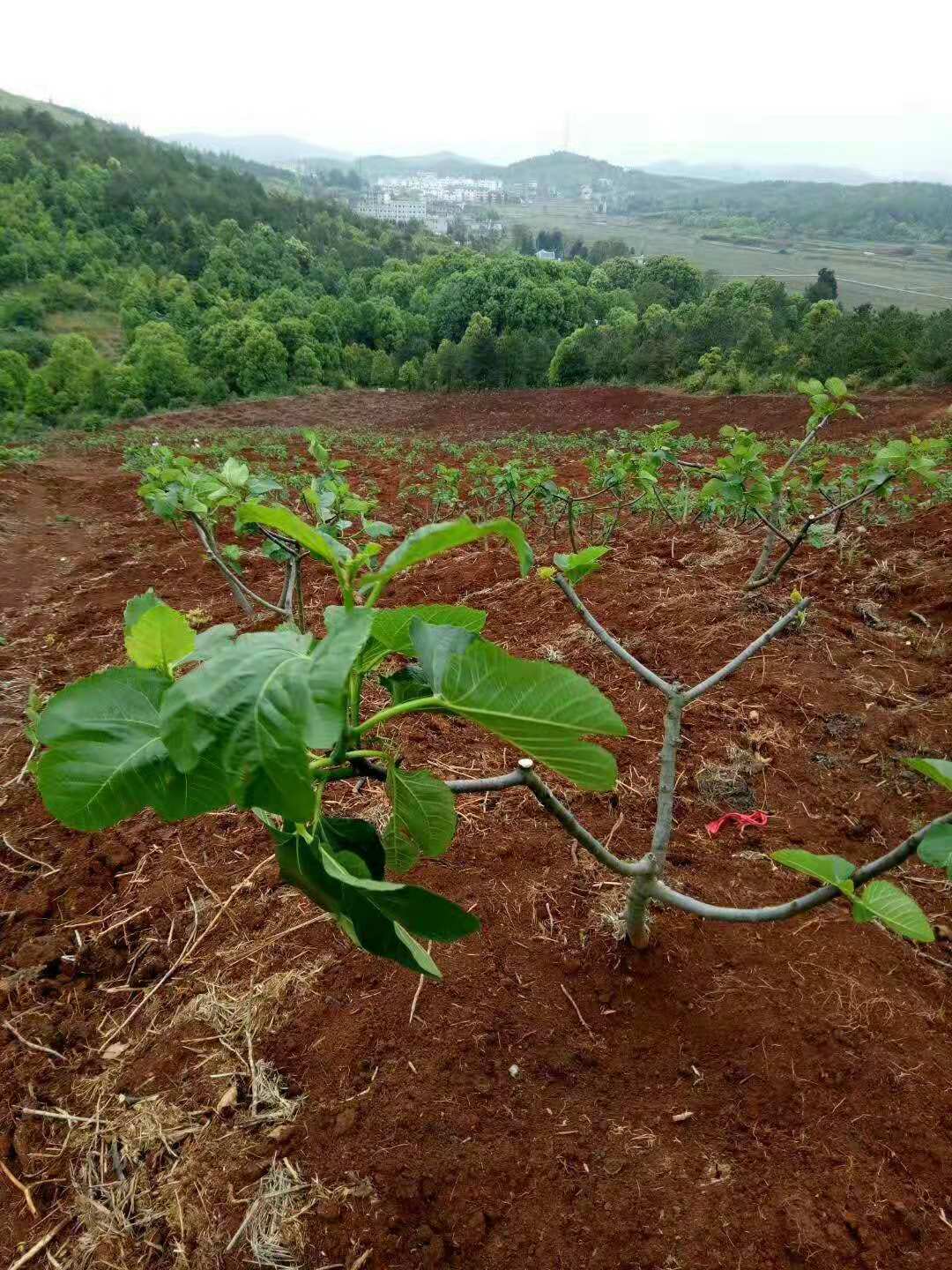 泰安優(yōu)質(zhì)無花果苗培育基地 無花果批發(fā)價格 無花果苗供應(yīng)商 廠家價格 高質(zhì)量無花果苗采購報價