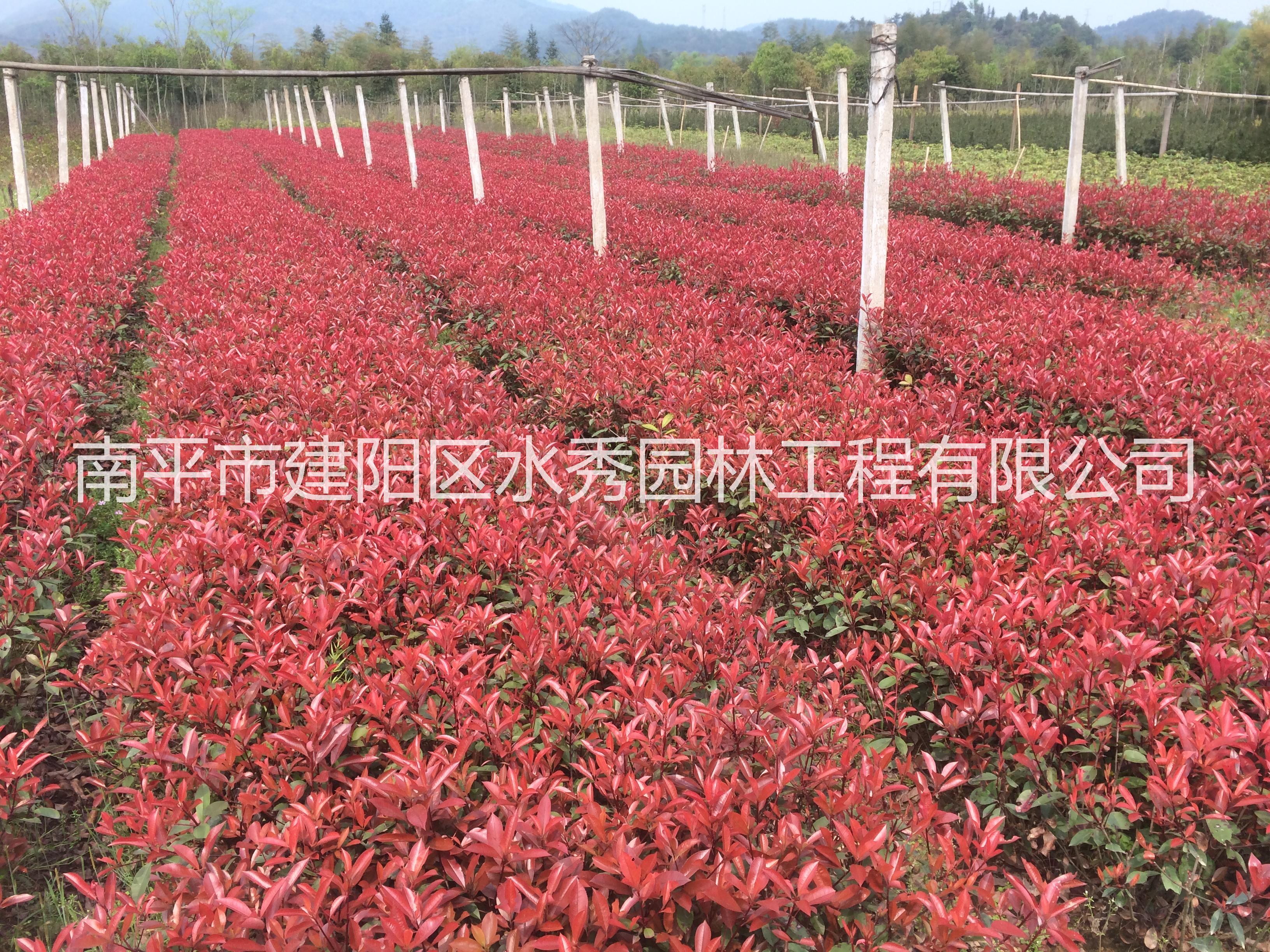 紅葉石楠