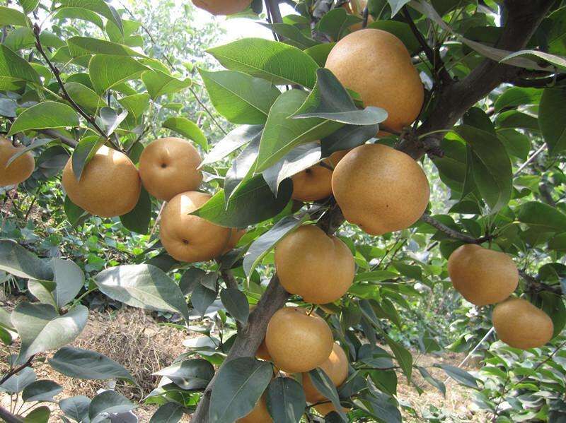 秋月梨苗，稀世紅梨苗，圓黃梨苗，皇冠梨苗，晚秋黃梨苗