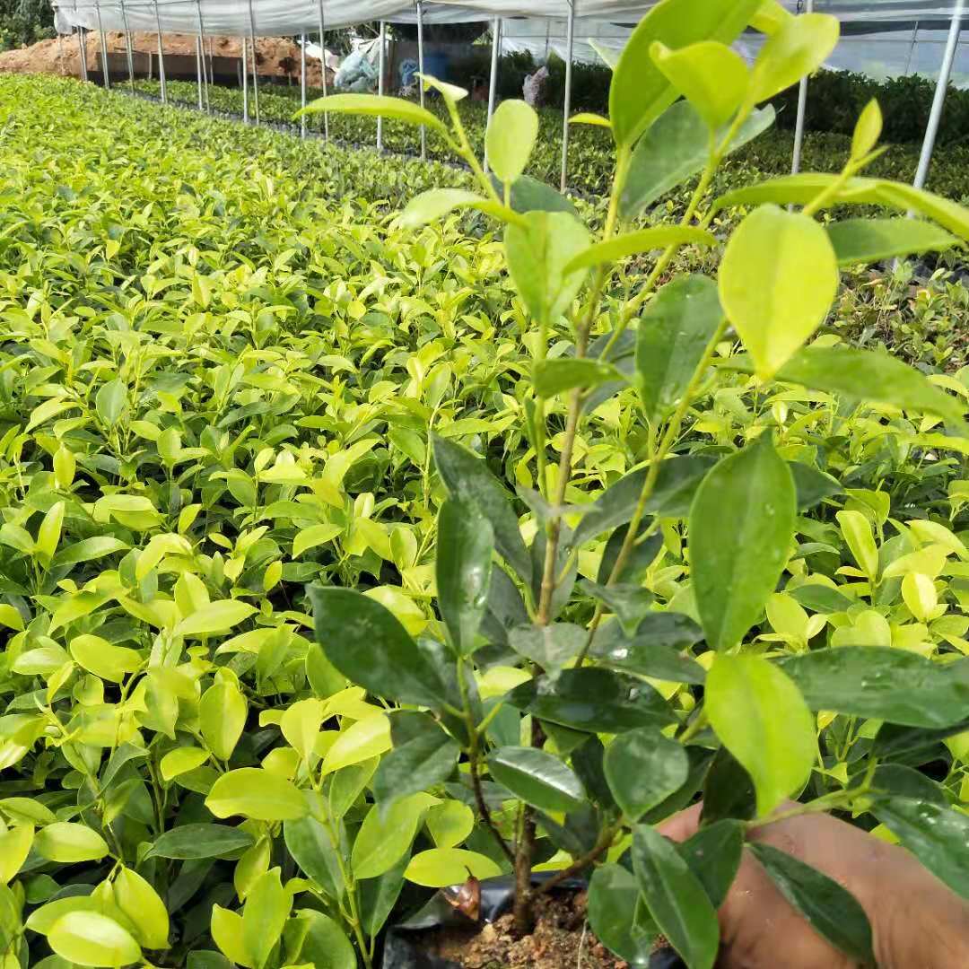 黃金榕 黃榕地被苗木 潮汕黃金榕供應(yīng)商 廣東黃金榕報價 韶光黃金榕價格 黃榕地被苗木制造商 東莞黃金榕直銷 黃金榕梅