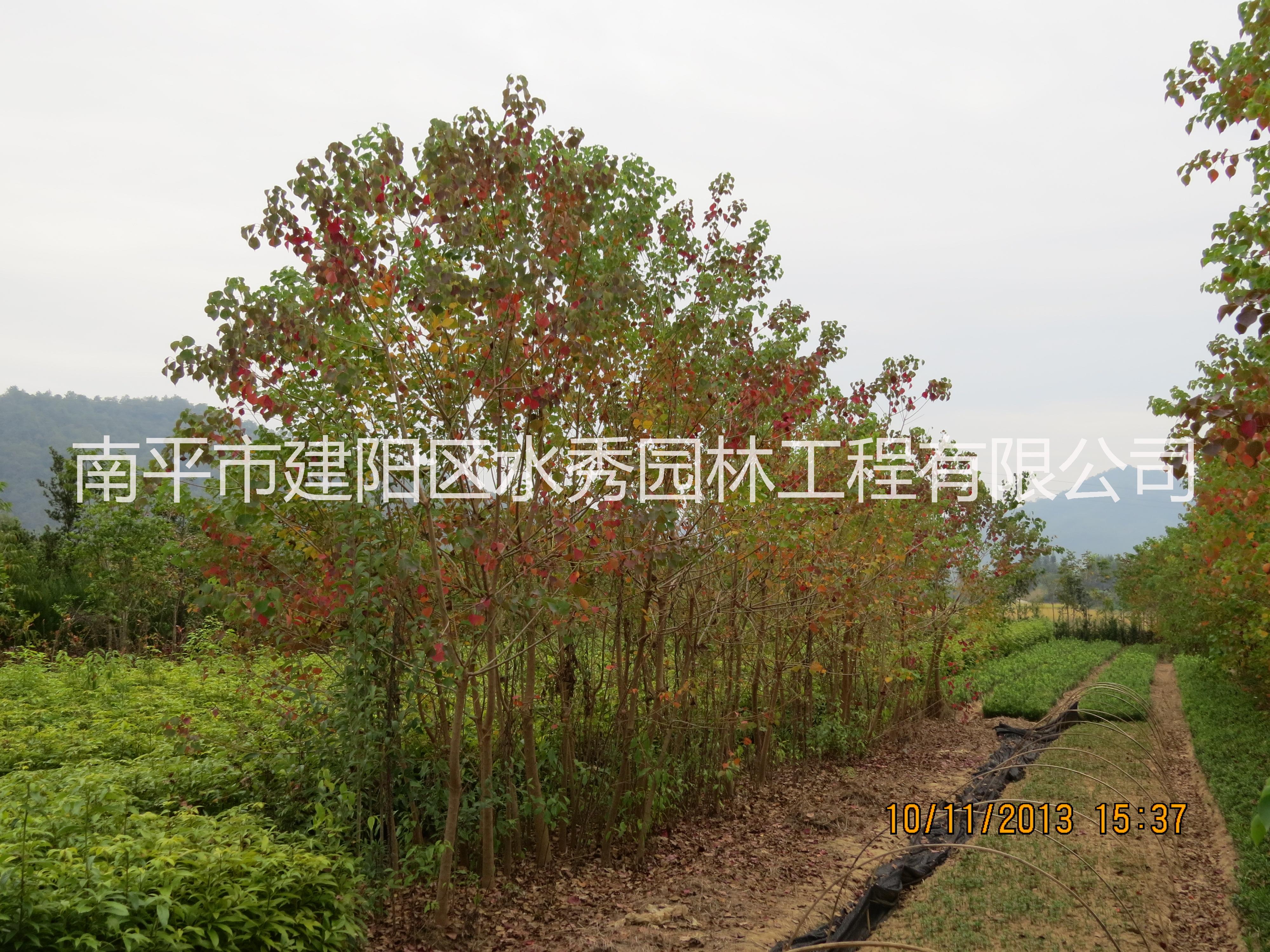 山烏桕