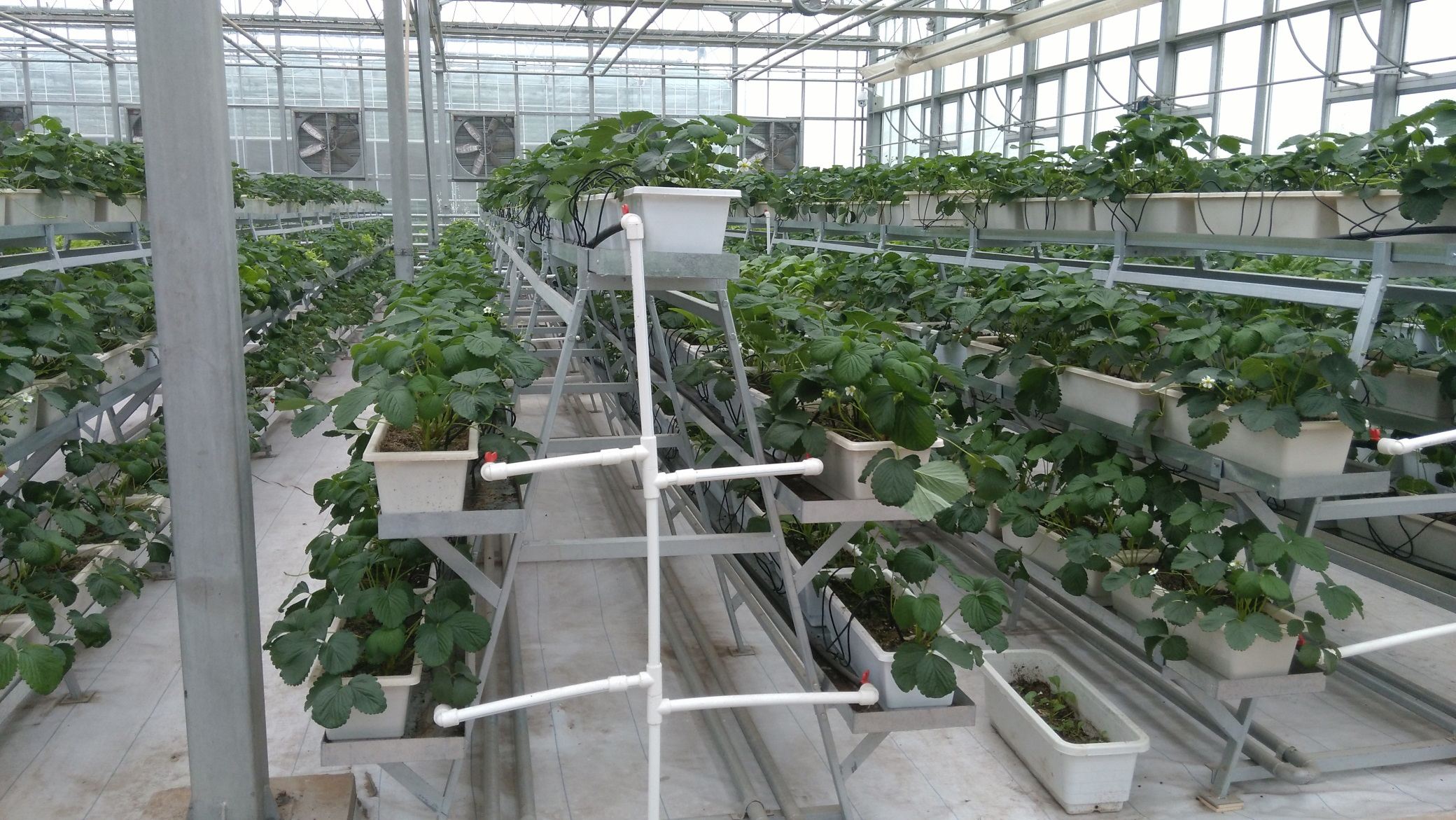 采摘園溫室 無(wú)土栽培采摘園 山東哪里供應(yīng)薄膜采摘園大棚