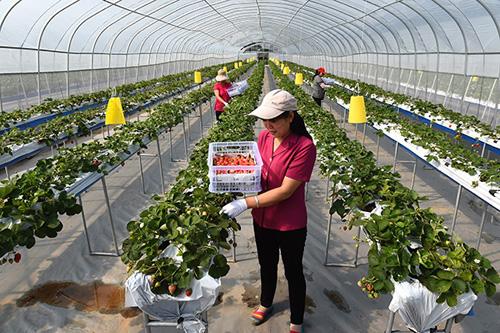 薄膜無(wú)土栽培大棚 日光無(wú)土栽培 無(wú)土栽培對(duì)人體有害嗎