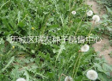 野菜種子  大葉蒲公英種子