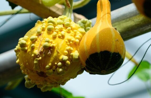 觀賞南瓜種子 青春痘玩具南瓜種子