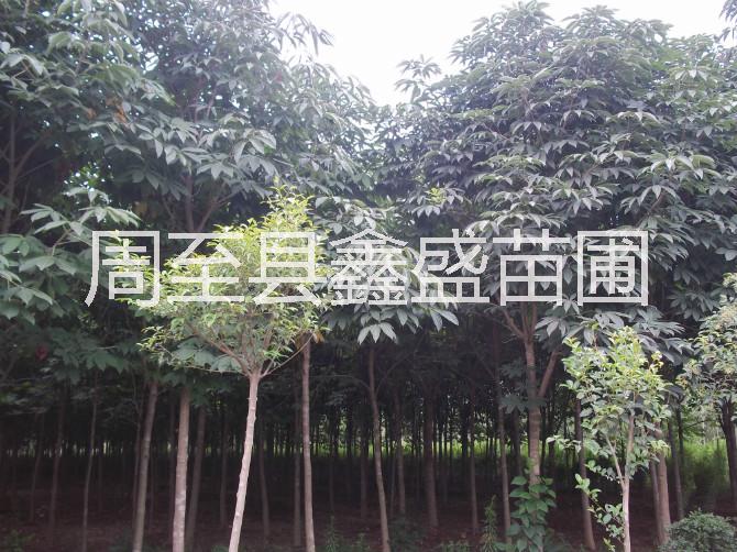 供應(yīng)綠化風(fēng)景樹七葉樹 陜西苗木基地直銷七葉樹 西安七葉樹批發(fā)價